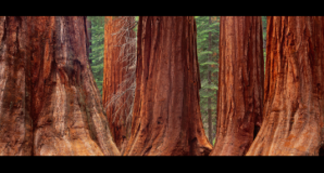 redwood_2